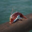 Dolphin Figurine - Red and Gold  - Original Murano Glass Omg