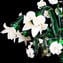 Venetian Chandelier Rosetto Bucolico - Green - Original Murano Glass